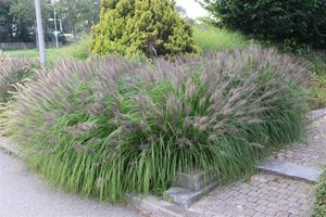 Pennisetum alopecuroides 'Moudry' P9 - afbeelding 2
