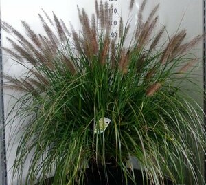 Pennisetum alopecuroides 'Moudry' P9 - afbeelding 5