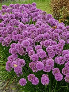 Allium 'Millennium' P9