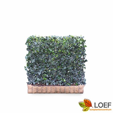 Hedera helix 'Woerner' Haagelement 120x100  - afbeelding 5