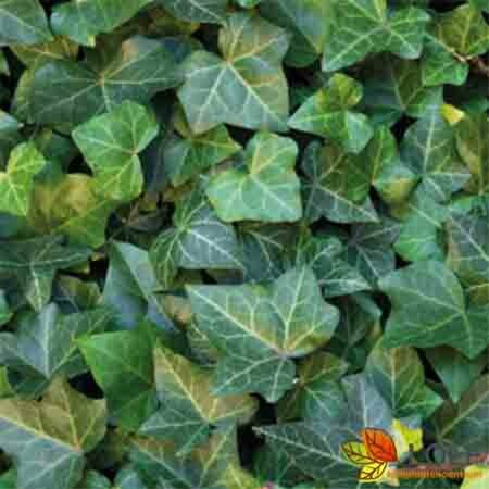 Hedera helix 'Woerner' Haagelement 120x100  - afbeelding 1