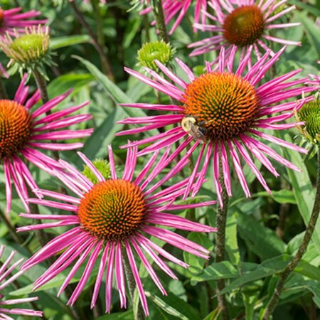 Echinacea purpurea 'Pica Bella' P9 - afbeelding 2
