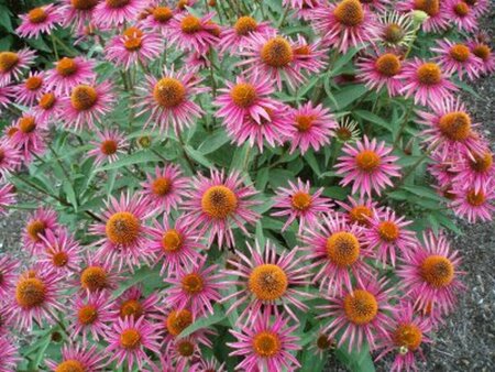 Echinacea purpurea 'Pica Bella' P9 - afbeelding 3