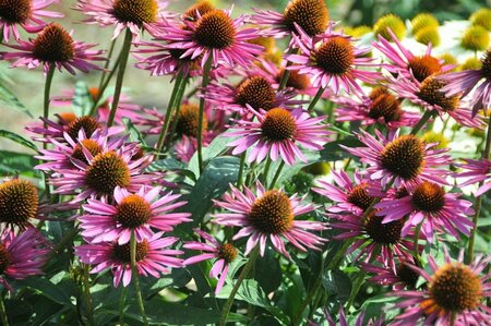 Echinacea purpurea 'Pica Bella' P9 - afbeelding 4