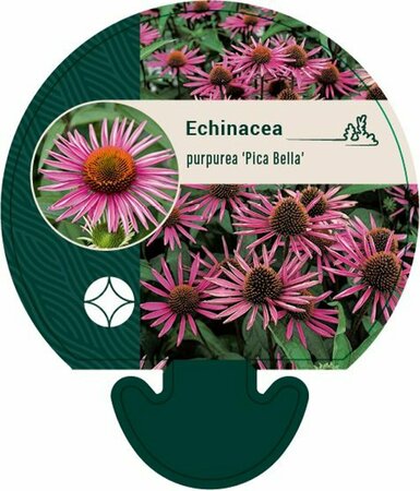 Echinacea purpurea 'Pica Bella' P9 - afbeelding 5