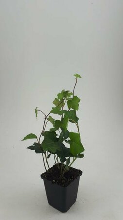 Hedera hibernica 80/100 C. - afbeelding 14