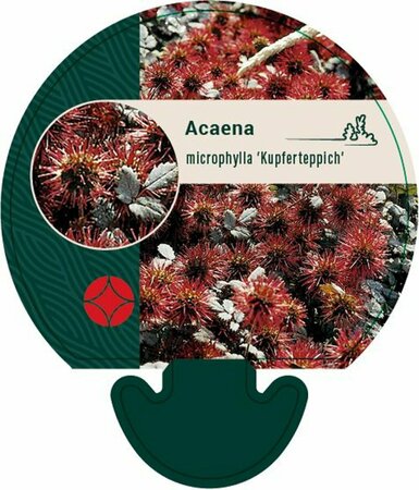 Acaena microphylla 'Kupferteppich' P9 - afbeelding 7