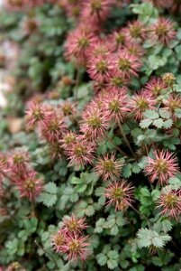 Acaena microphylla 'Kupferteppich' P9 - afbeelding 6