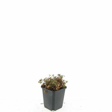 Acaena microphylla 'Kupferteppich' P9 - afbeelding 5