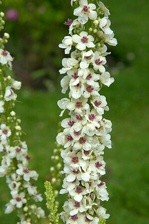Verbascum chaixii 'Album' P9 - afbeelding 2