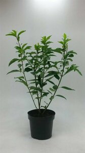 Forsythia intermedia 'Spectabilis' 125/150 KL. - afbeelding 7