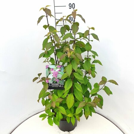 Callicarpa bodinieri 'Profusion' 40/50 C. - afbeelding 3