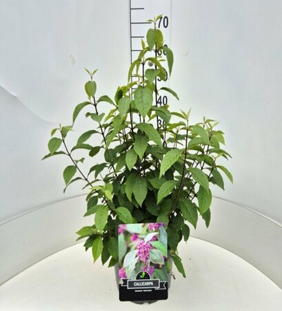 Callicarpa bodinieri 'Profusion' 40/50 C. - afbeelding 4