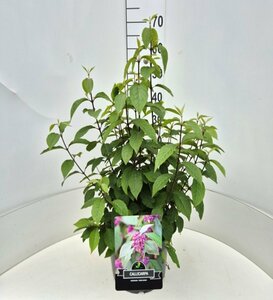 Callicarpa bodinieri 'Profusion' 40/50 C. - afbeelding 4