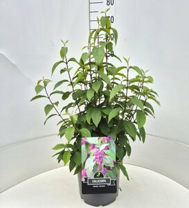 Callicarpa bodinieri 'Profusion' 40/50 C. - afbeelding 5