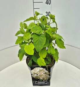 Hydrangea arborescens 'Annabelle' C2 - afbeelding 3