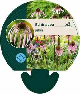 Echinacea pallida P9 - afbeelding 5