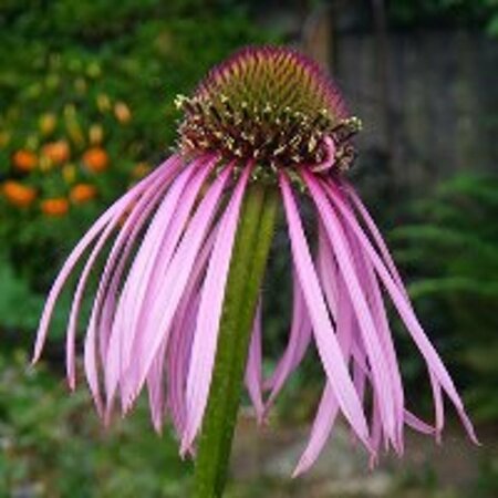 Echinacea pallida P9 - afbeelding 3