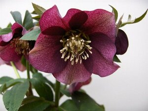 Helleborus or. 'Pretty Ellen Red' P9 - afbeelding 2