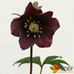 Helleborus or. 'Pretty Ellen Red' P9