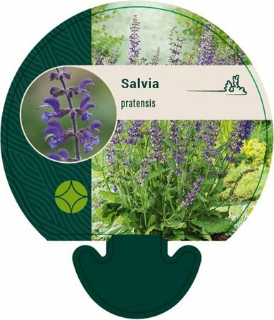Salvia pratensis P9 - afbeelding 4