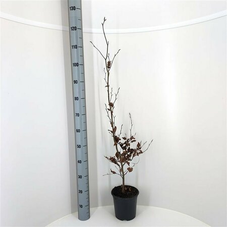 Fagus sylvatica 16-18 C. Geveerd - afbeelding 8
