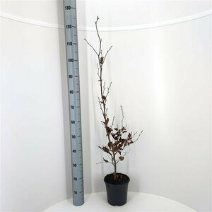 Fagus sylvatica 16-18 C. Geveerd - afbeelding 8