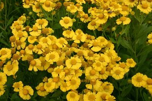 Helenium 'Kanaria' P9 - afbeelding 5