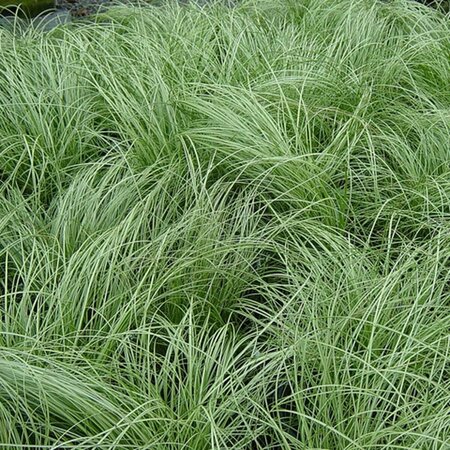 Carex comans 'Frosted Curls' P9 - afbeelding 3