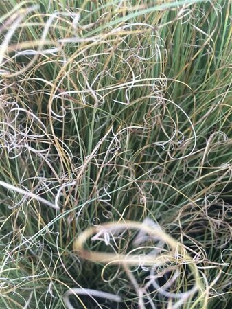 Carex comans 'Frosted Curls' P9 - afbeelding 4