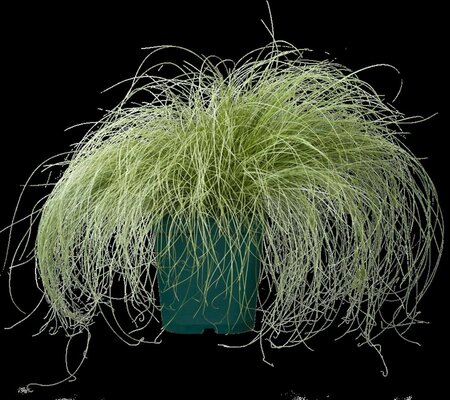 Carex comans 'Frosted Curls' P9 - afbeelding 2