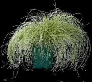 Carex comans 'Frosted Curls' P9 - afbeelding 2