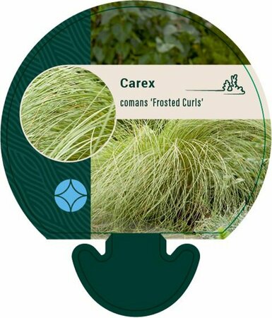 Carex comans 'Frosted Curls' P9 - afbeelding 4