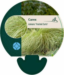 Carex comans 'Frosted Curls' P9 - afbeelding 4