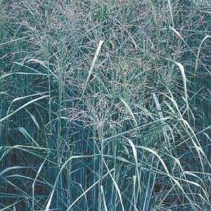 Panicum virgatum 'Prairie Sky' P9