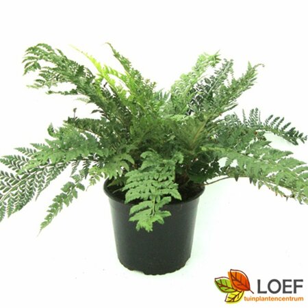 Polystichum aculeatum P9 - afbeelding 4