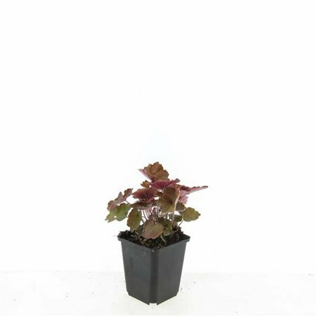 Heuchera micrantha 'Palace Purple' P9 - afbeelding 8