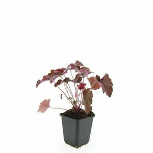 Heuchera micrantha 'Palace Purple' P9 - afbeelding 7