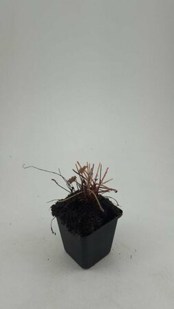 Heuchera micrantha 'Palace Purple' P9 - afbeelding 4