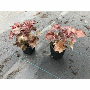 Heuchera micrantha 'Palace Purple' P9 - afbeelding 2