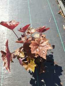 Heuchera micrantha 'Palace Purple' P9 - afbeelding 2