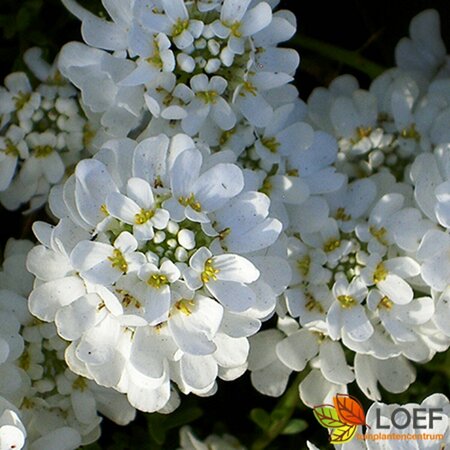 Iberis sempervirens 'Snowflake' P9 - afbeelding 1