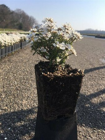 Iberis sempervirens 'Snowflake' P9 - afbeelding 2