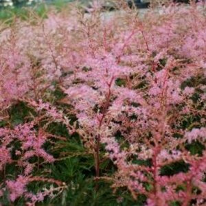 Astilbe simplex 'Sprite' P9 - afbeelding 2