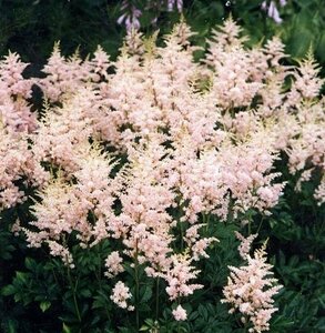 Astilbe simplex 'Sprite' P9 - afbeelding 3