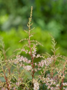 Astilbe simplex 'Sprite' P9 - afbeelding 4