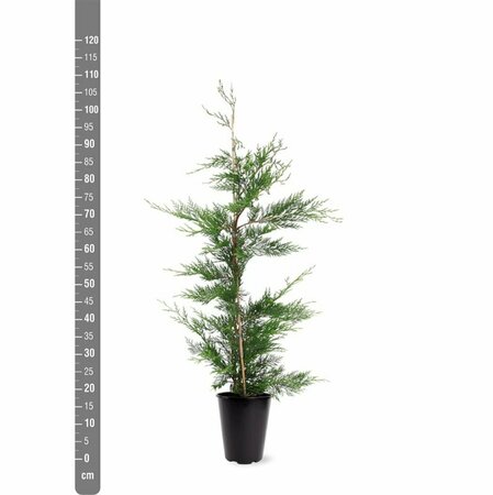 Cupressocyparis leylandii 175/200 KL. - afbeelding 11