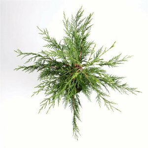 Cupressocyparis leylandii 175/200 KL. - afbeelding 7