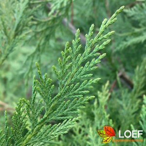 Cupressocyparis leylandii 175/200 KL.