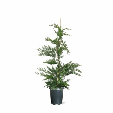 Cupressocyparis leylandii 175/200 KL. - afbeelding 6